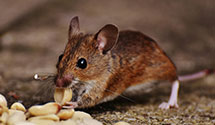 24 Hour & Emergency Exterminators in Crystal City, VA
